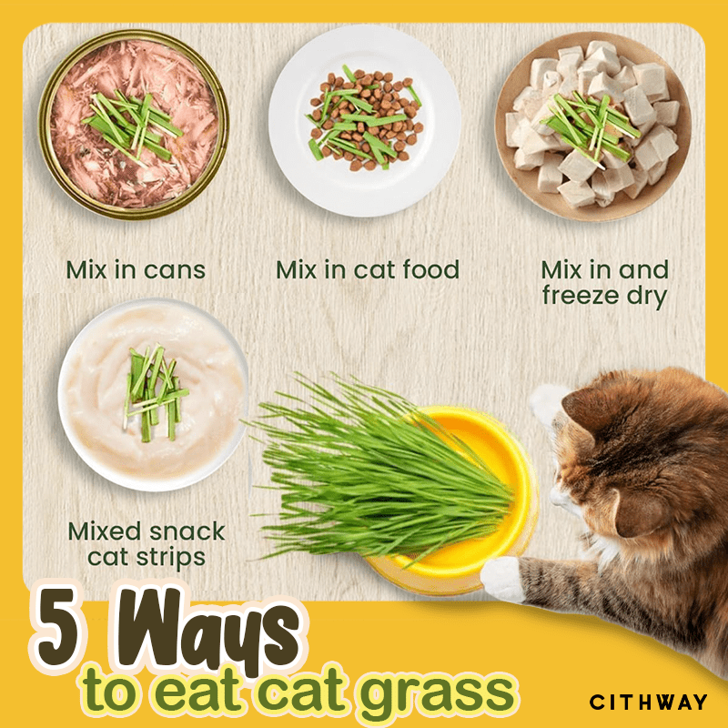 Cithway™ Easy-Grow Cat Grass Snack